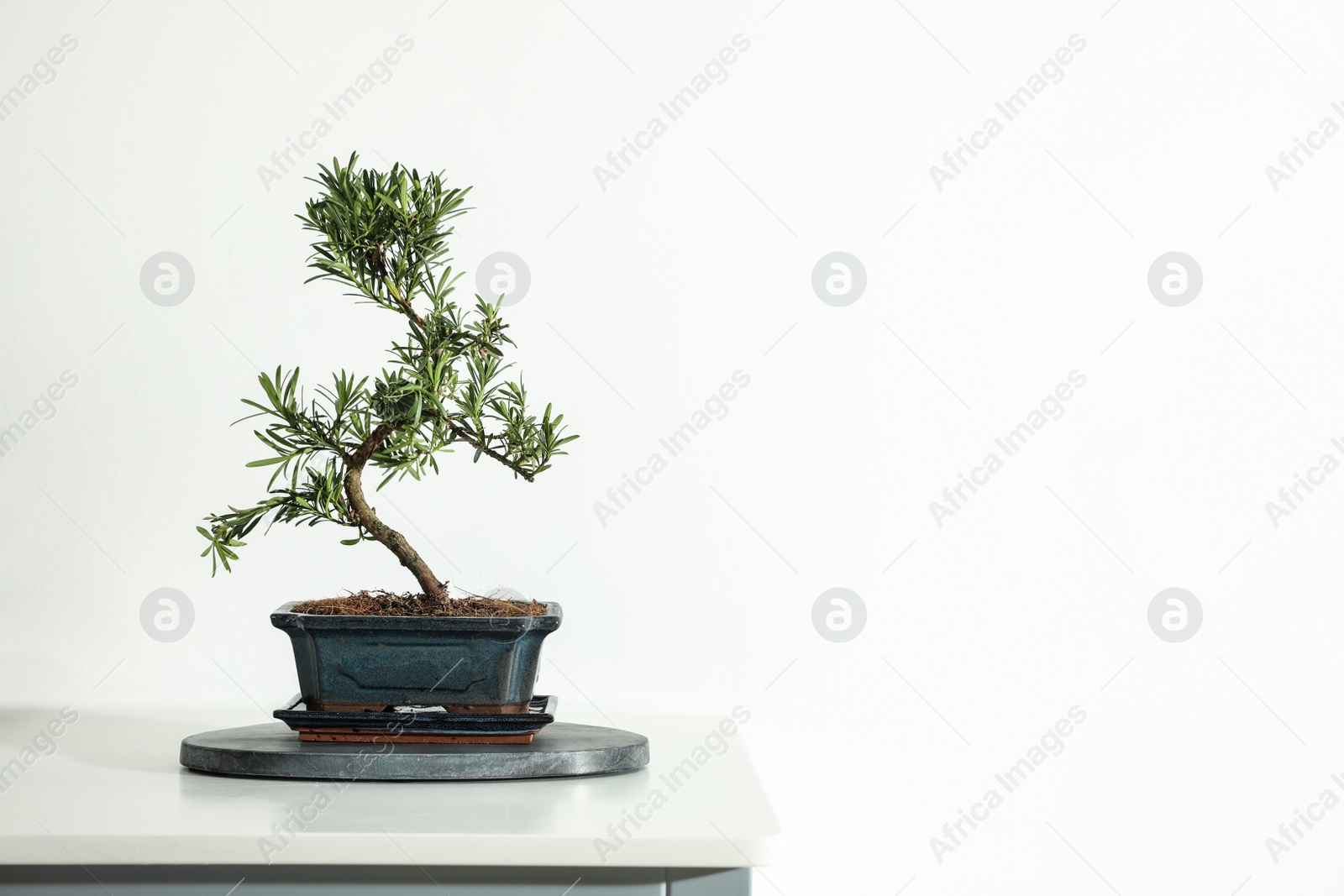 Photo of Japanese bonsai plant on white background, space for text. Creating zen atmosphere at home