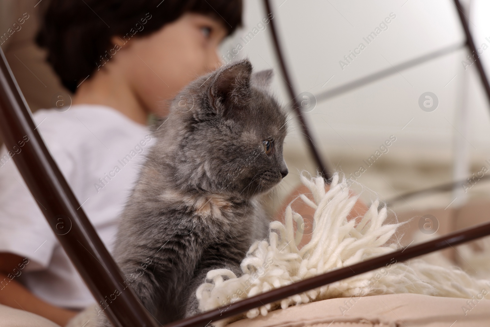 Photo of Cute little boy with kitten in chair at home, closeup. Childhood pet