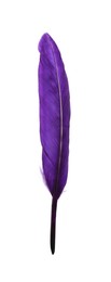 Photo of Fluffy beautiful purple feather isolated on white