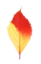 Beautiful autumn leaf on white background. Fall foliage