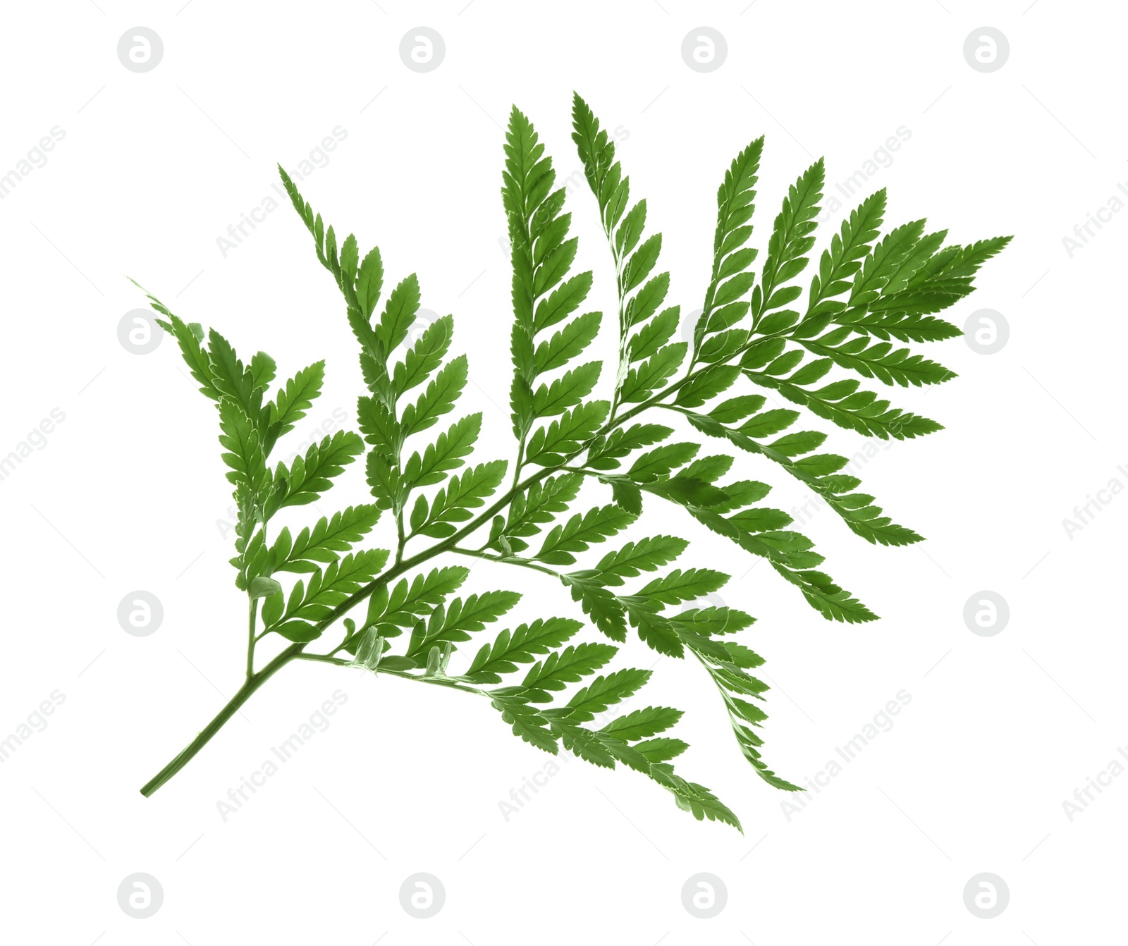 Photo of Beautiful tropical fern leaf on white background