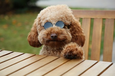 Photo of Cute fluffy dog with sunglasses at table in outdoor cafe