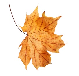 Photo of Beautiful autumn leaf on white background. Fall foliage