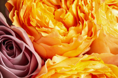 Beautiful fresh roses as background, closeup view. Floral decor