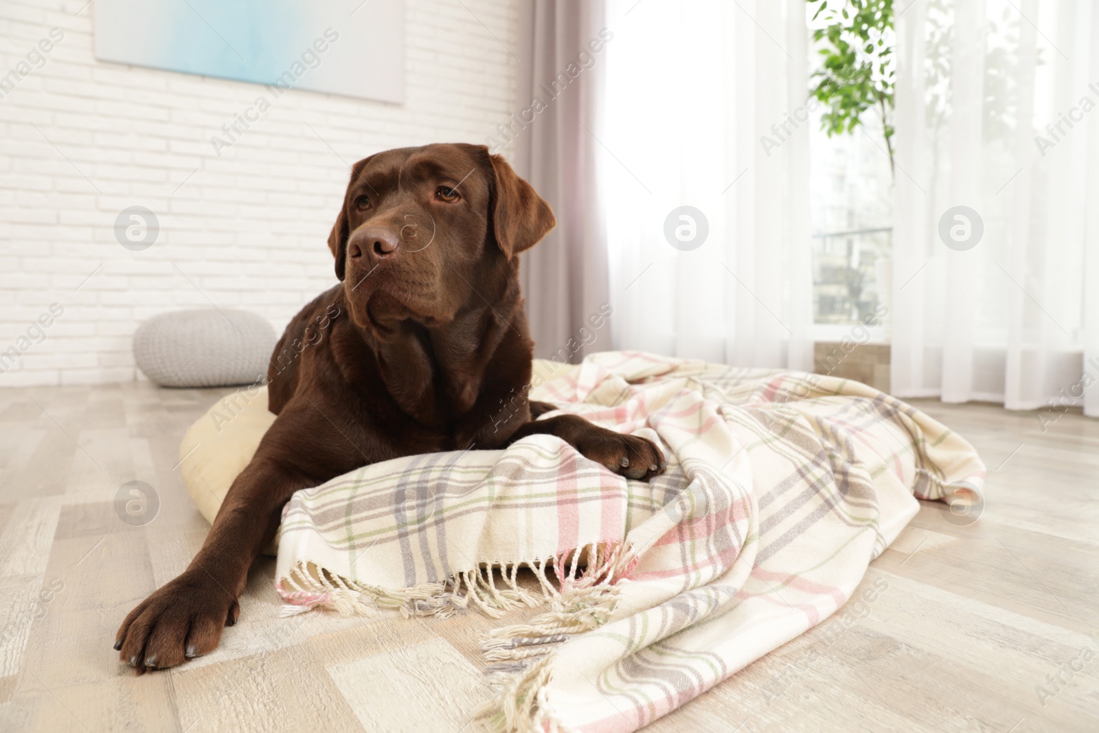 Photo of Chocolate labrador retriever on pet pillow indoors