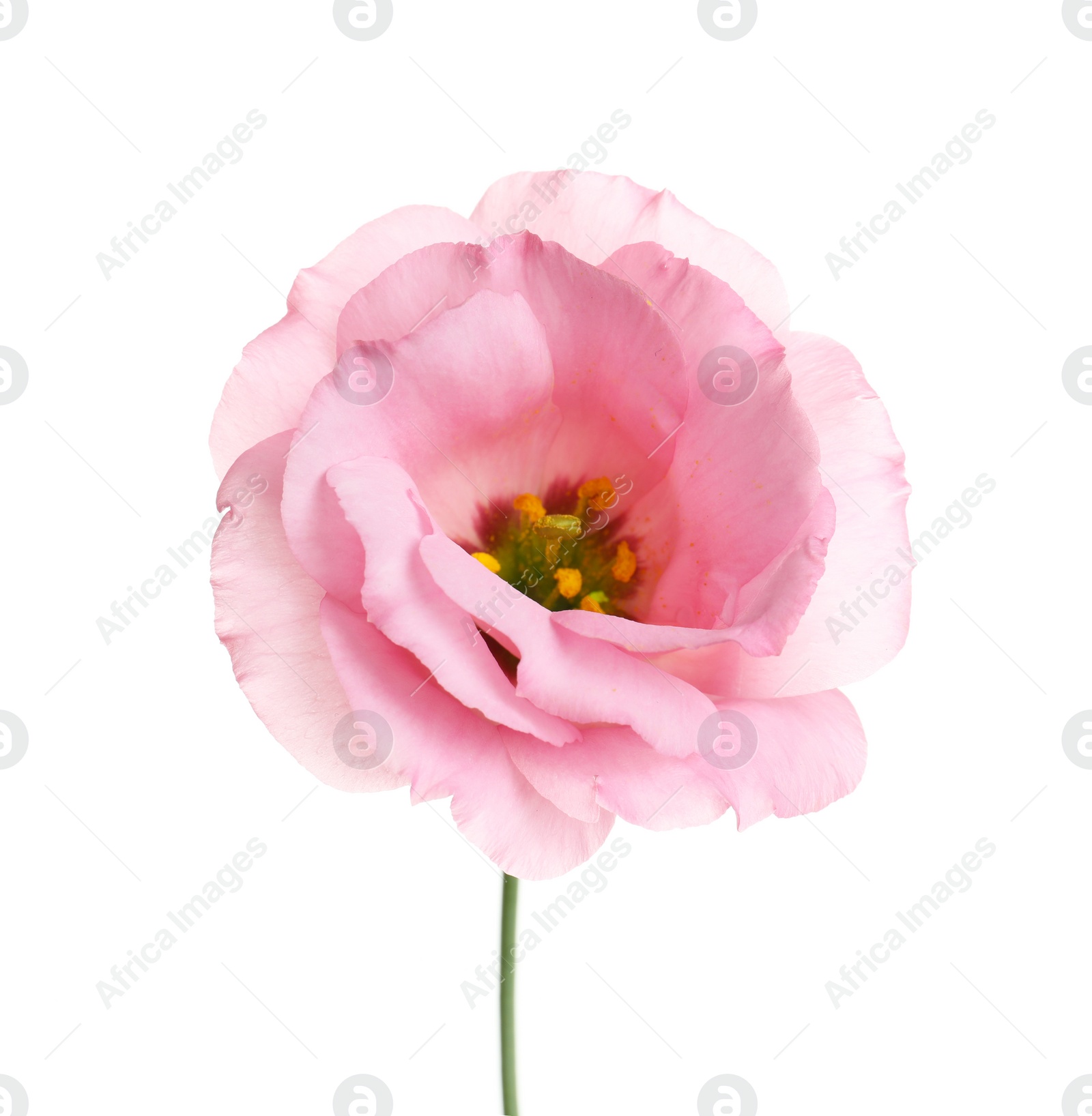 Photo of Beautiful Eustoma flower on white background