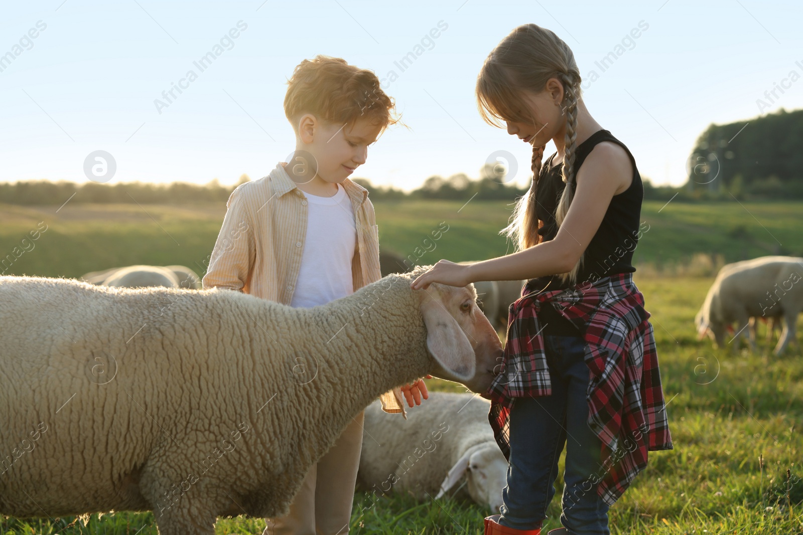 Photo of Children stroking sheep on pasture. Farm animals