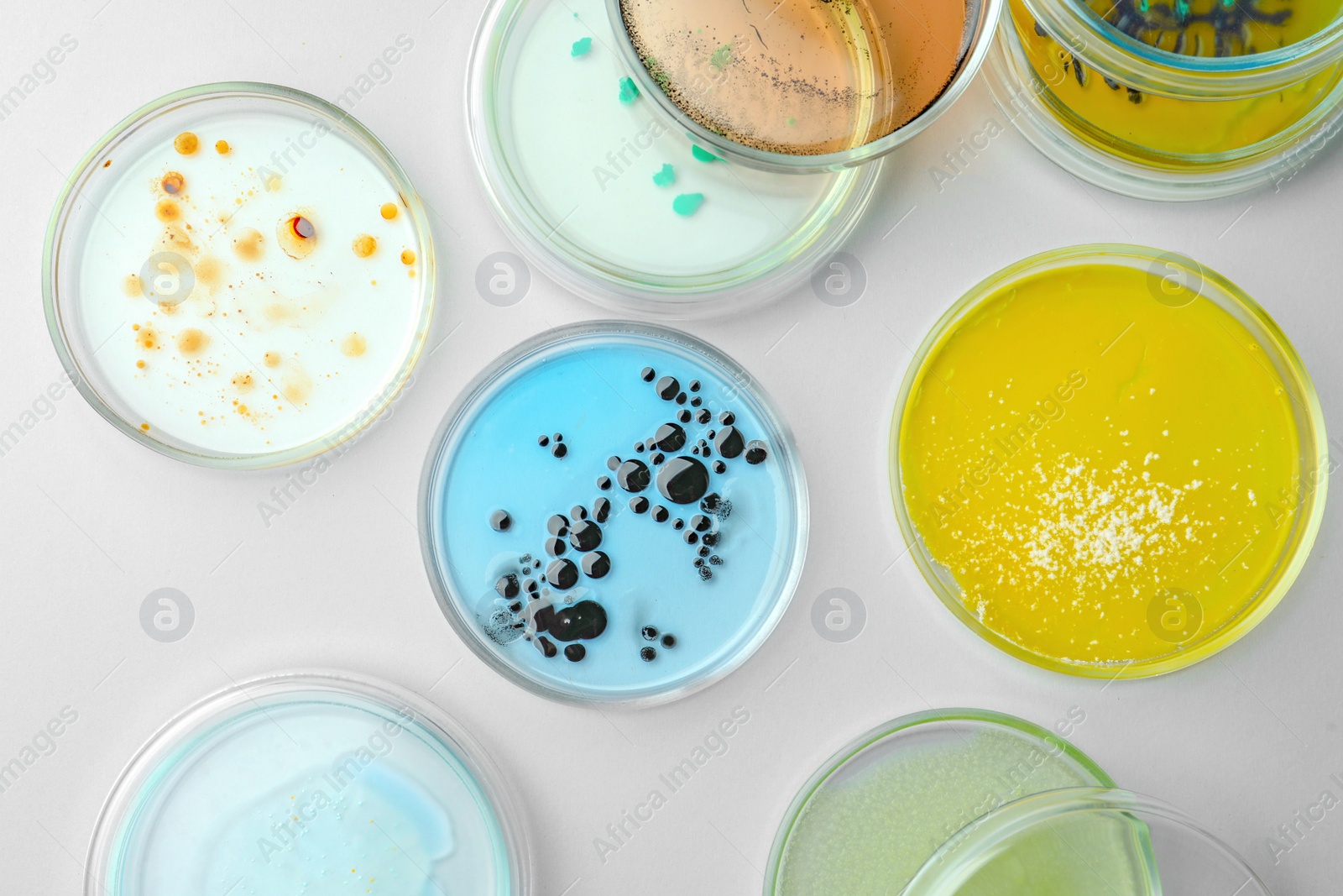 Photo of Petri dishes with different bacteria colonies on white background, flat lay