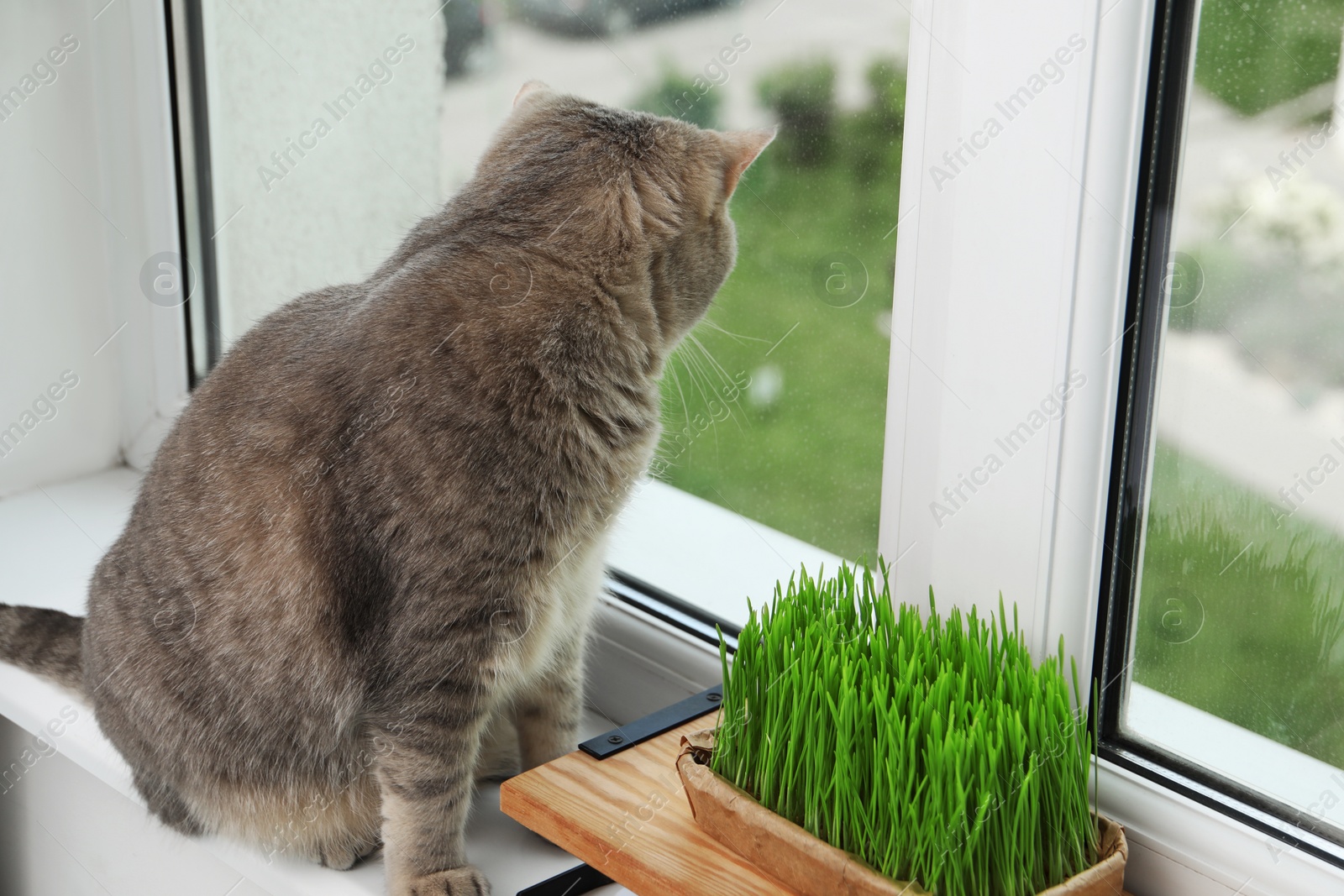 Photo of Cute cat near fresh green grass on windowsill indoors