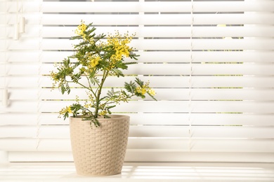 Photo of Beautiful mimosa in pot on window sill, space for text