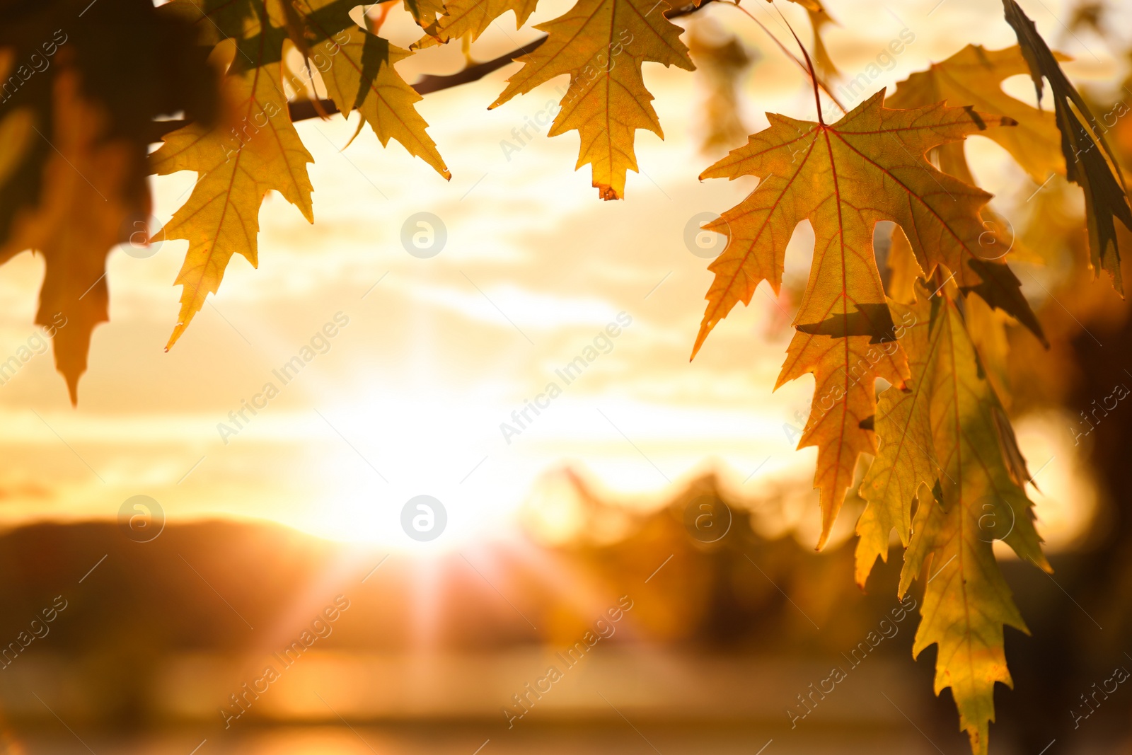 Photo of Tree branch with sunlit golden leaves in park, closeup. Autumn season