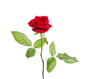 Photo of Red long stem rose on white background