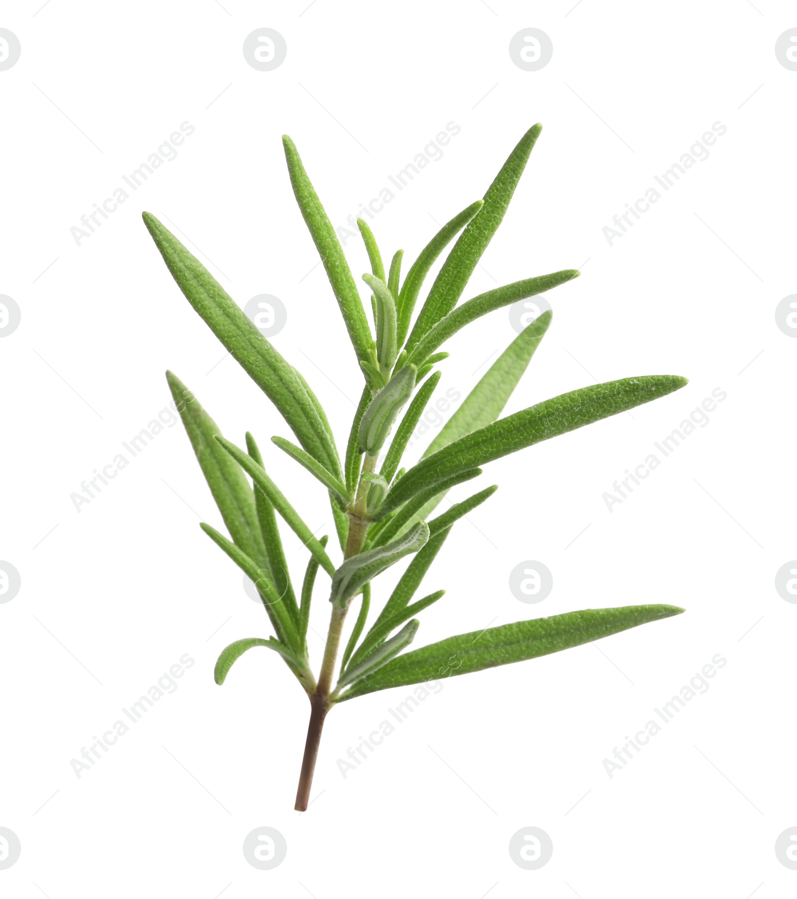 Photo of Aromatic rosemary sprig isolated on white. Fresh herb