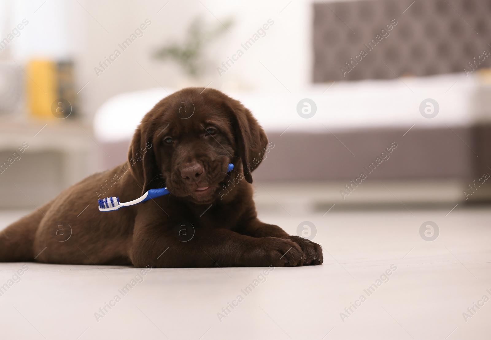 Photo of Adorable chocolate labrador retriever with toothbrush on floor indoors