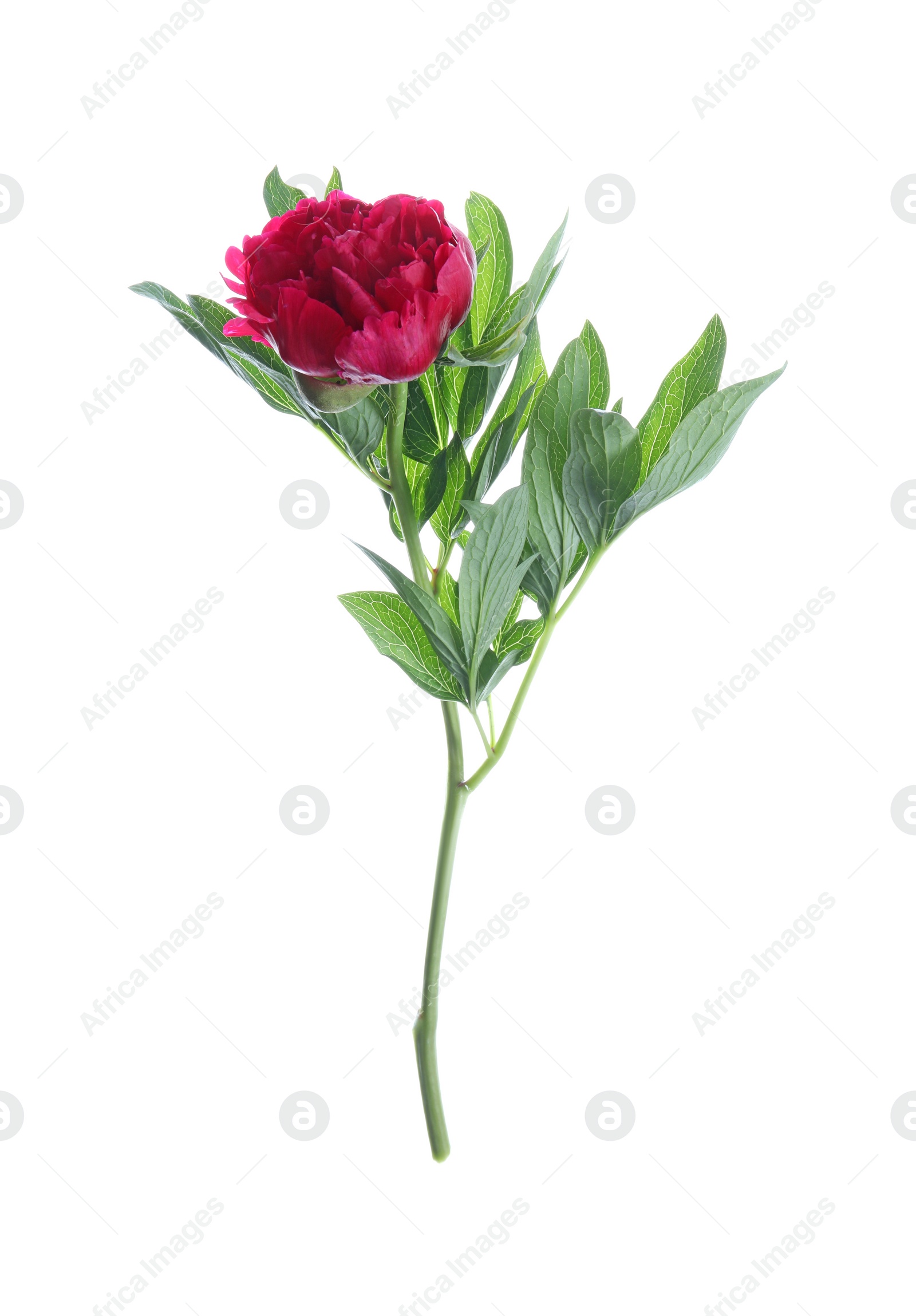 Photo of Beautiful red peony with leaves isolated on white