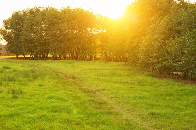 Picturesque landscape with beautiful green lawn at sunset