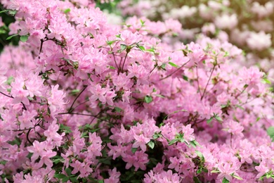 Beautiful tiny tropical flowers in botanical garden, closeup