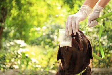 Photo of Detection Labrador dog sniffing drugs in plastic bag outdoors