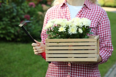 Photo of Woman holding wooden crate with chrysanthemum flowers and gardening rake outdoors, closeup