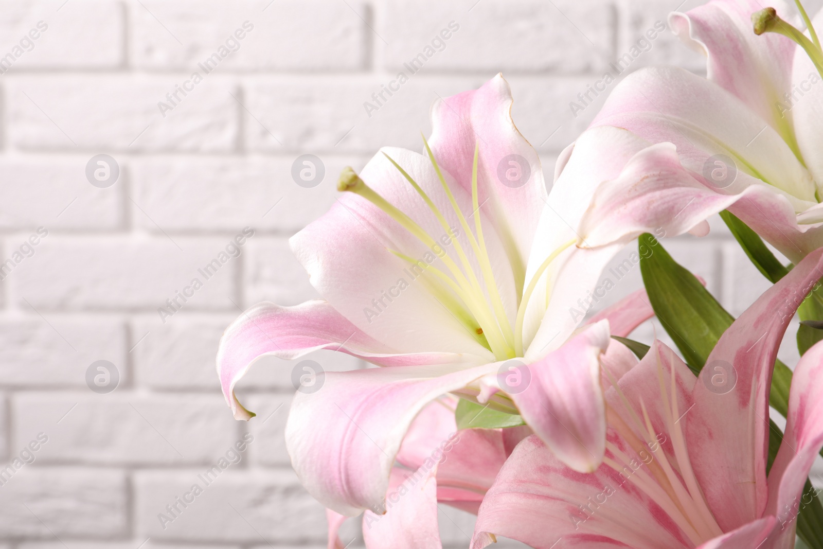 Photo of Beautiful blooming lily flowers on brick wall background