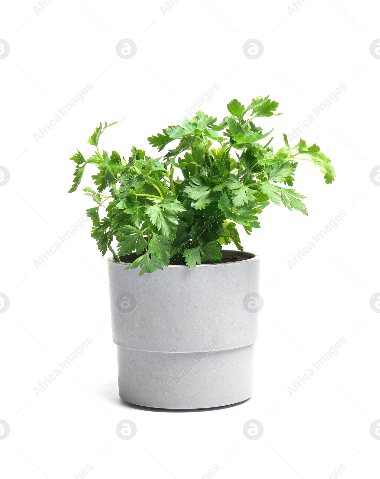 Photo of Fresh green organic parsley in pot on white background