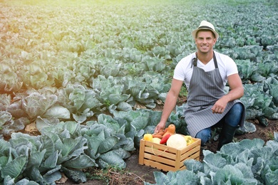 Photo of Farmer working in cabbage field. Harvesting time