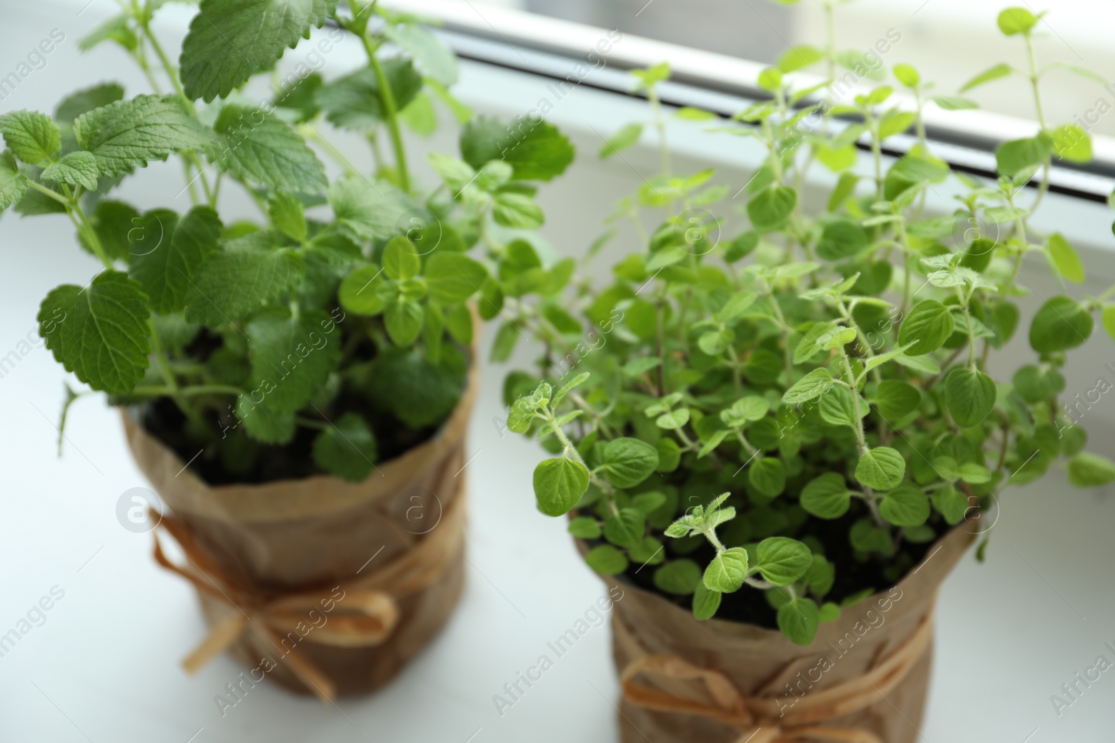 Photo of Different fresh potted herbs on windowsill indoors, closeup