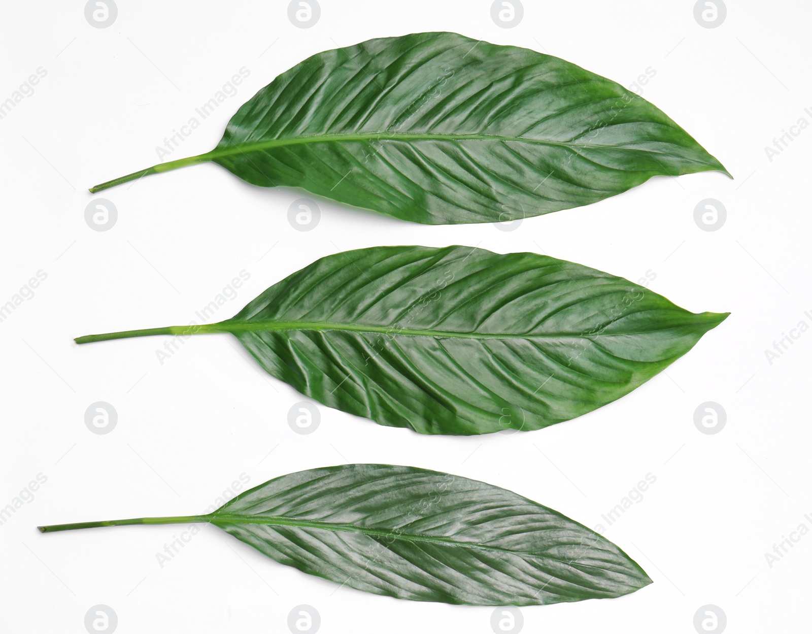 Photo of Beautiful tropical leaves on light background, top view