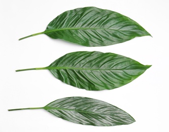 Photo of Beautiful tropical leaves on light background, top view