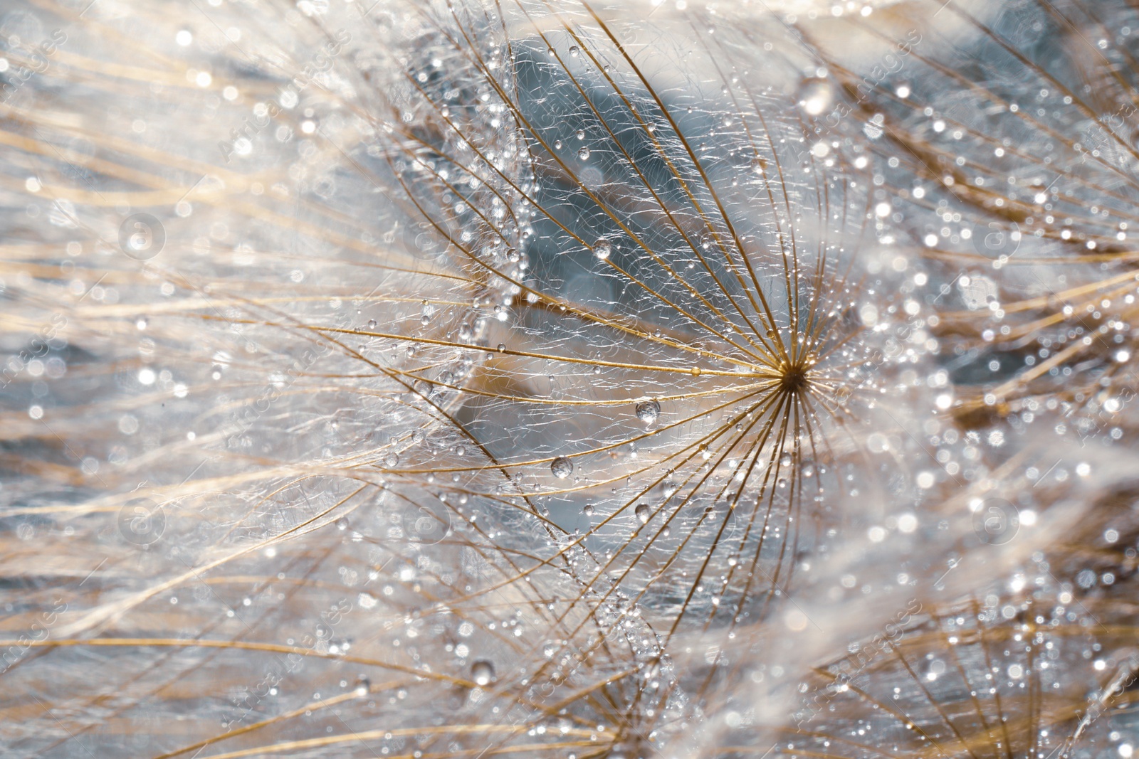 Photo of Beautiful fluffy dandelion flower with water drops as background, closeup