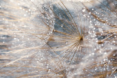 Photo of Beautiful fluffy dandelion flower with water drops as background, closeup