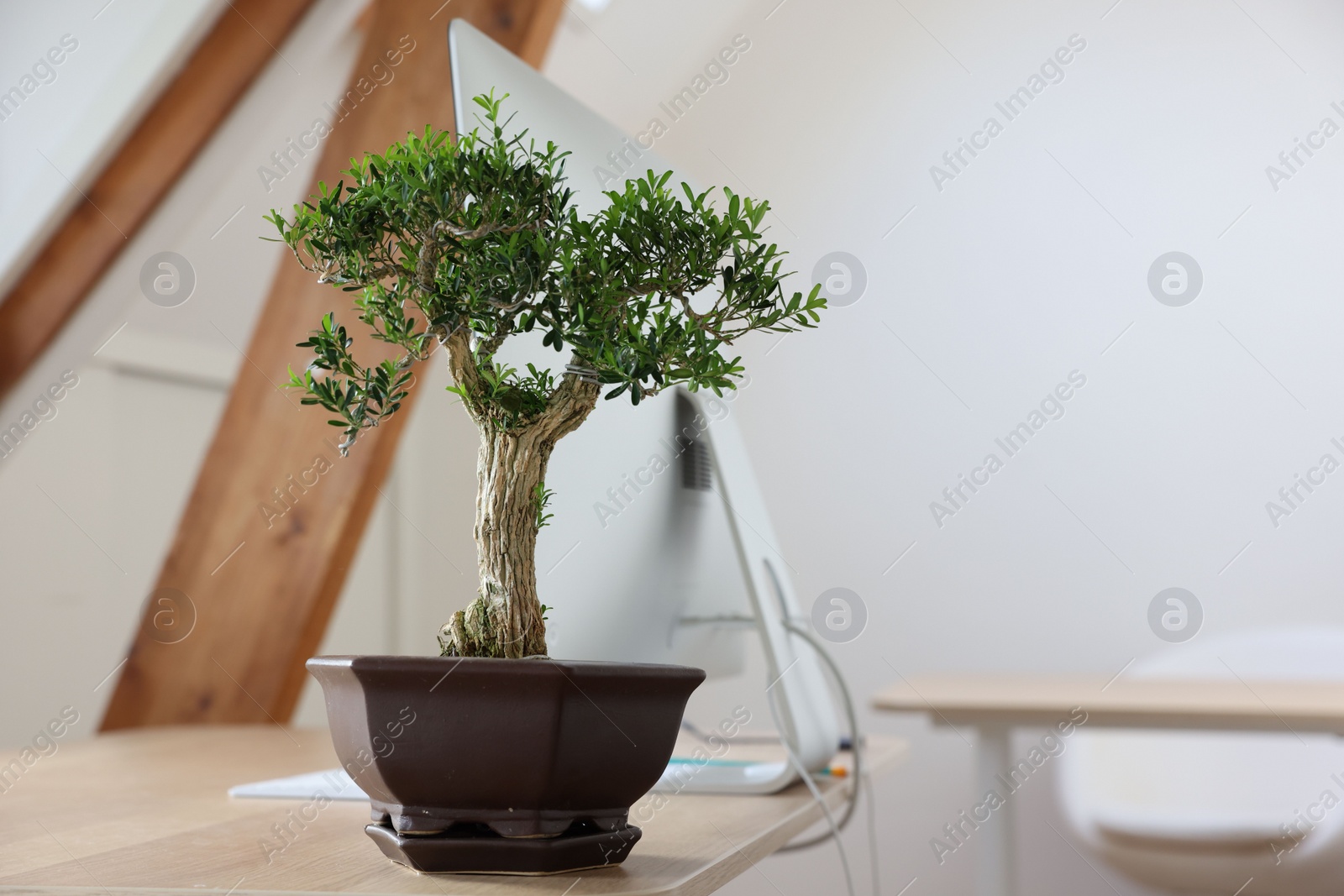 Photo of Beautiful bonsai tree in pot on wooden table indoors, space for text