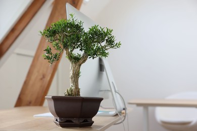 Photo of Beautiful bonsai tree in pot on wooden table indoors, space for text