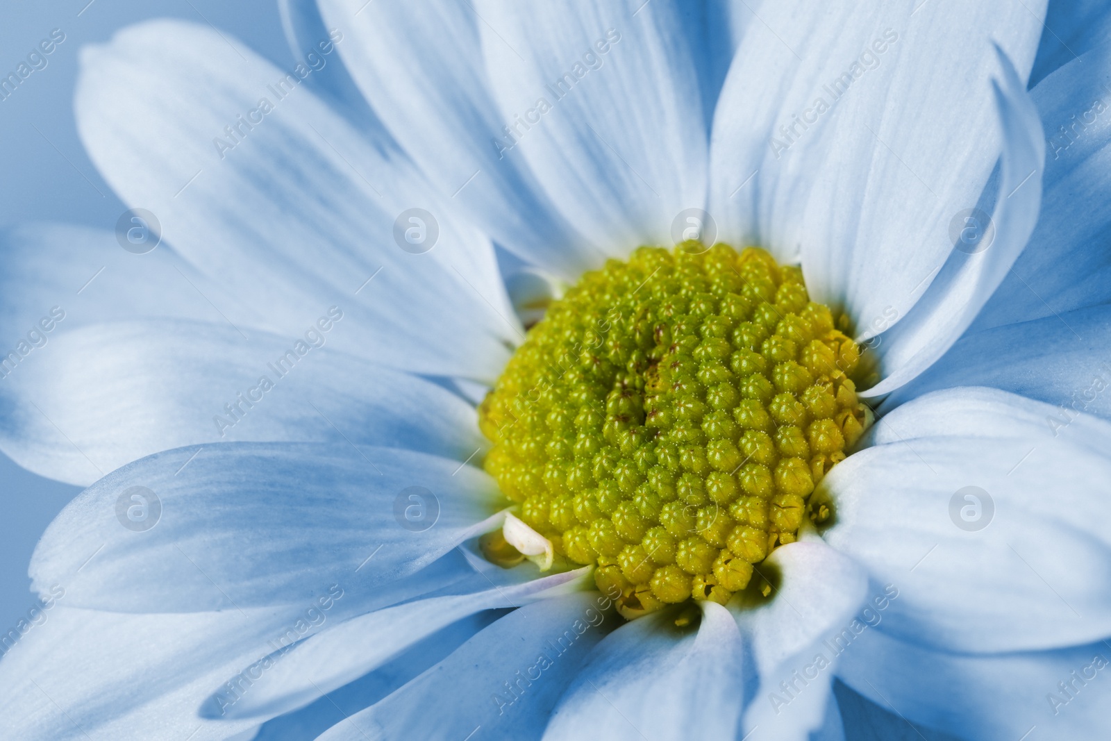 Image of Beautiful light blue chrysanthemum flower as background, closeup 