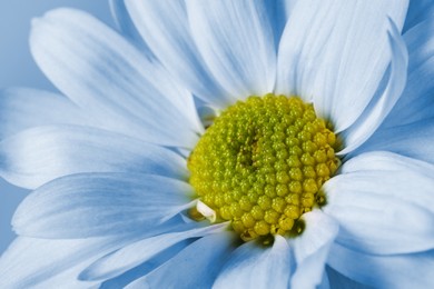 Image of Beautiful light blue chrysanthemum flower as background, closeup 