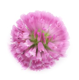 Photo of Beautiful blooming clover flower on white background, top view