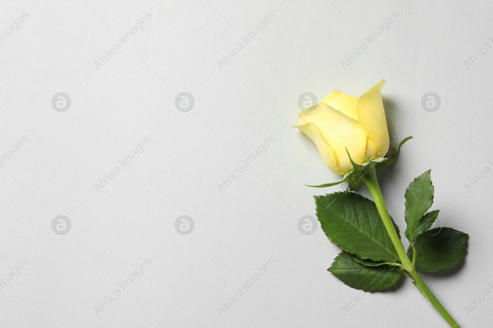 Photo of Beautiful yellow rose on light grey background, top view. Space for text