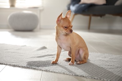 Photo of Cute Chihuahua puppy near wet spot on rug indoors
