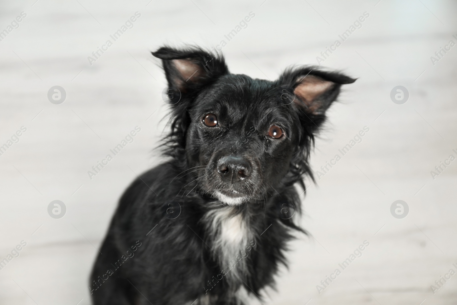 Photo of Cute long haired dog on floor indoors