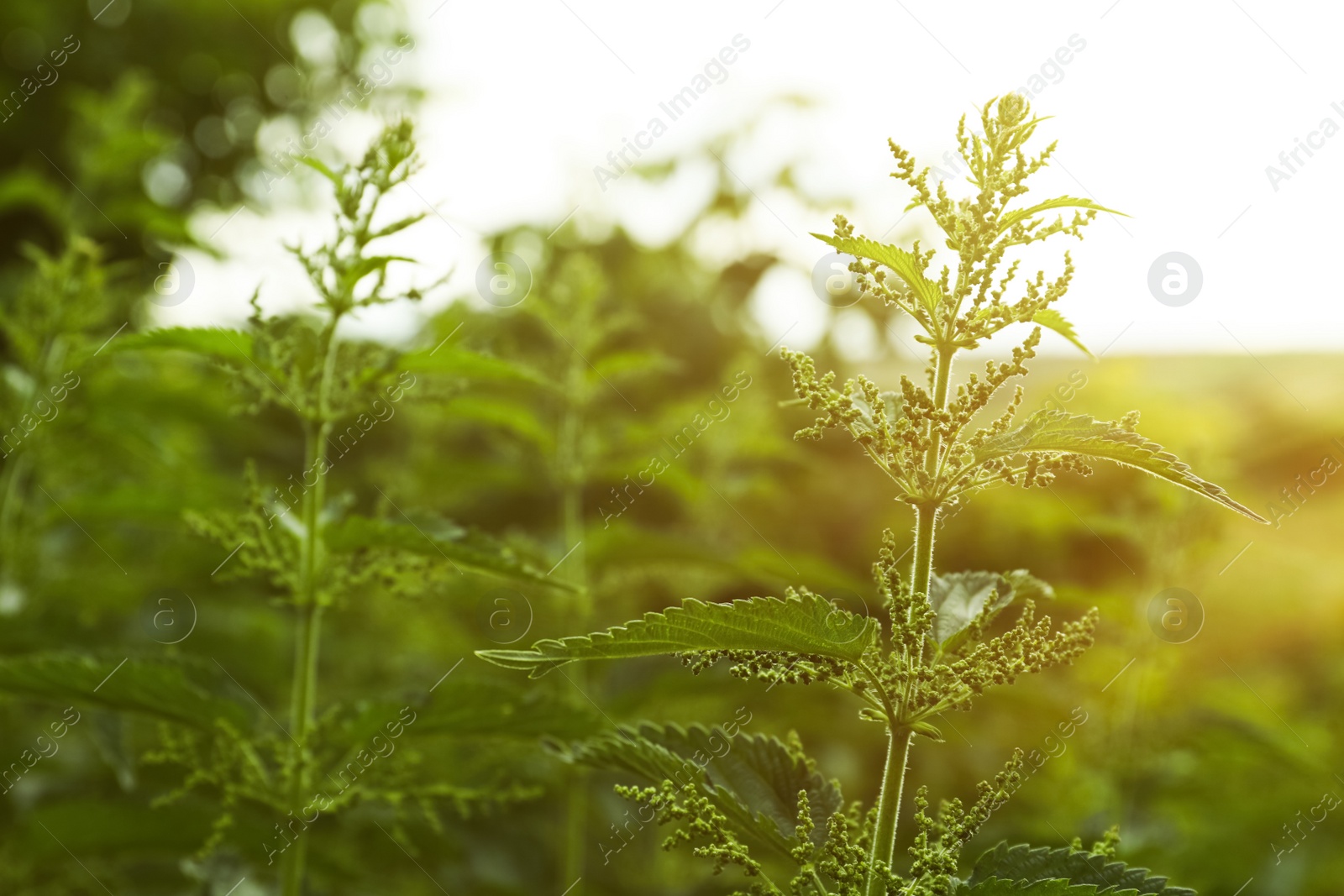 Photo of Beautiful green stinging nettle plant growing outdoors