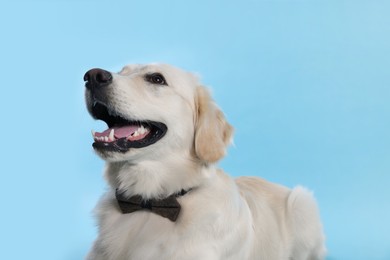 Photo of Cute Labrador Retriever with stylish bow tie on light blue background