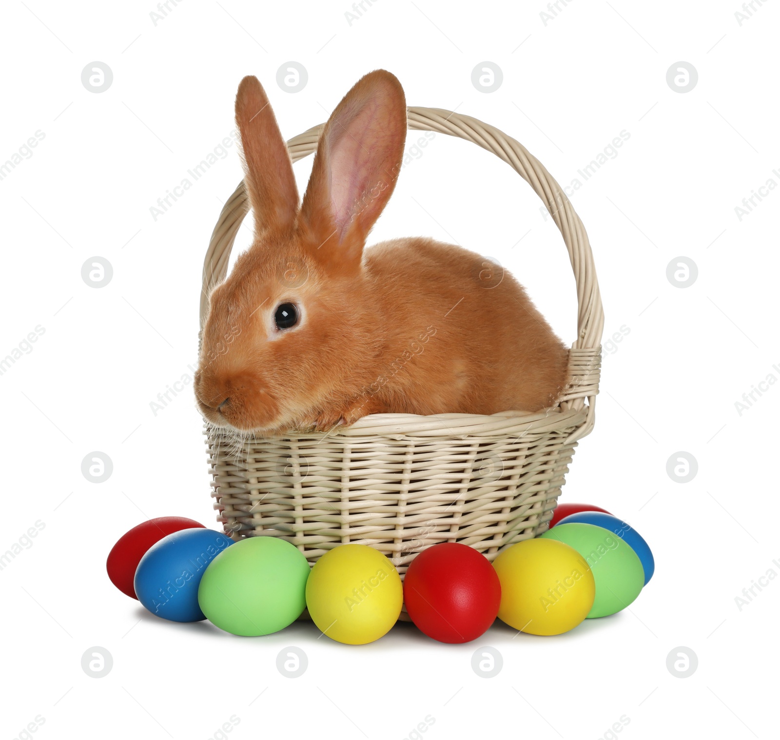 Photo of Adorable furry Easter bunny in wicker basket and dyed eggs on white background