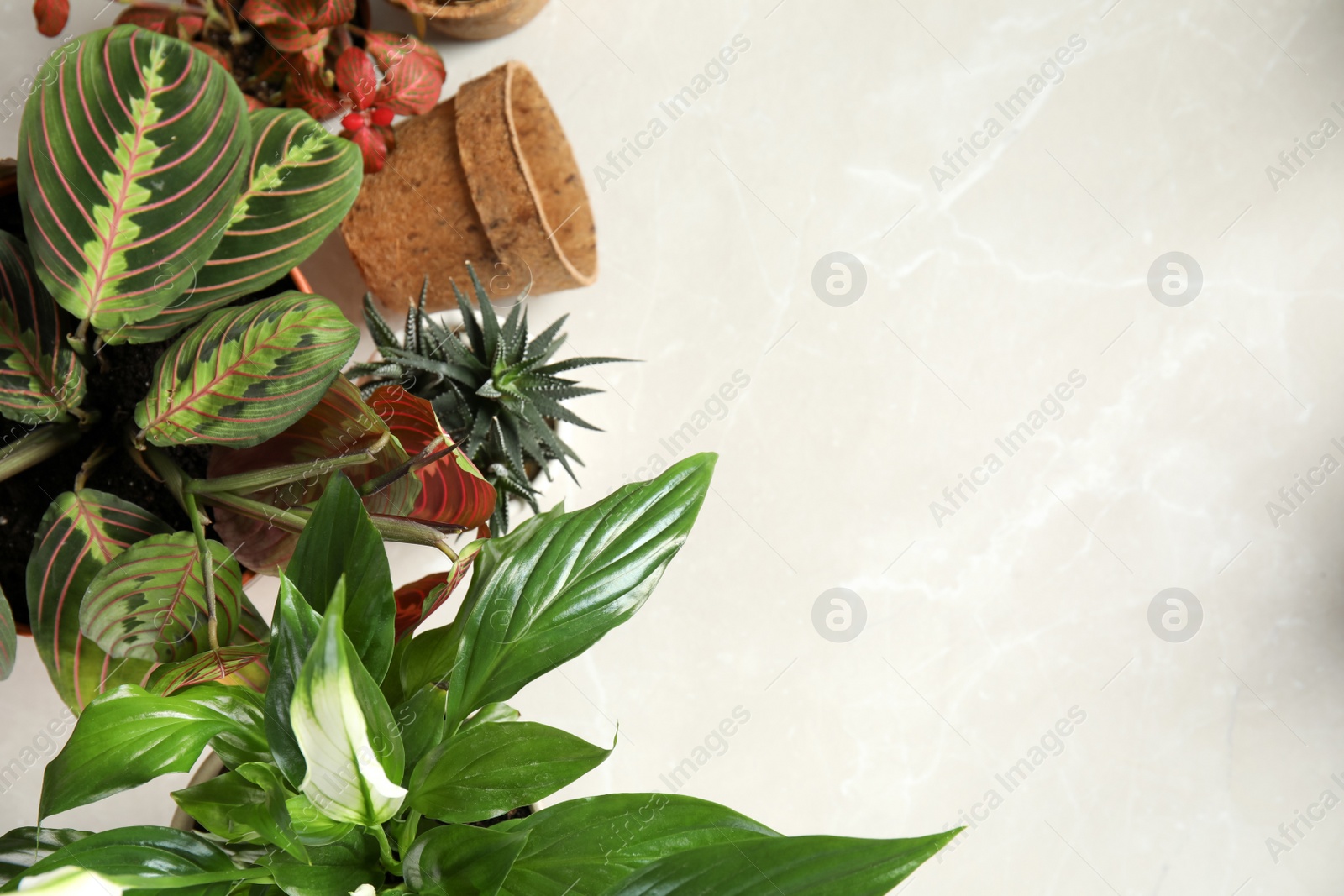 Photo of Flat lay composition with pots and home plants on light background. Space for text