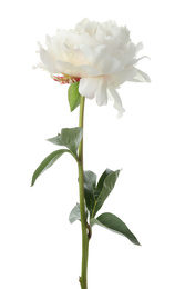 Beautiful fragrant peony flower isolated on white