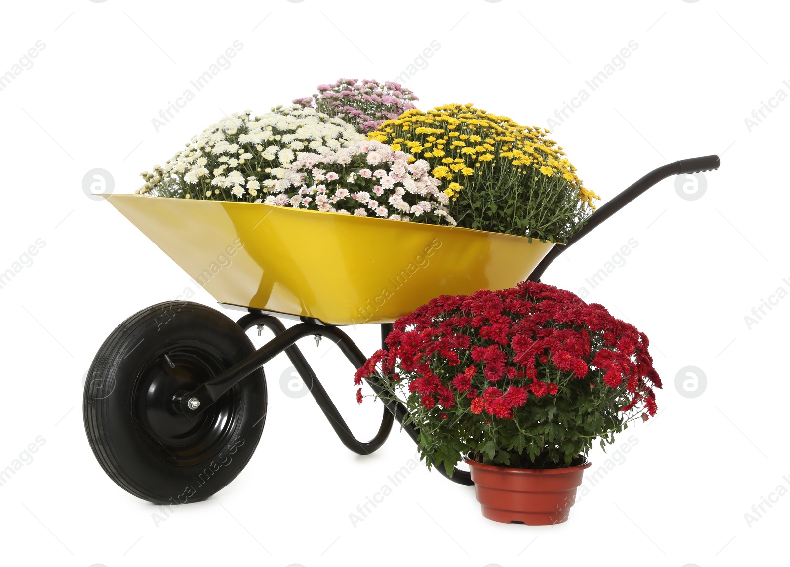 Image of Beautiful potted chrysanthemum flowers and garden cart on white background