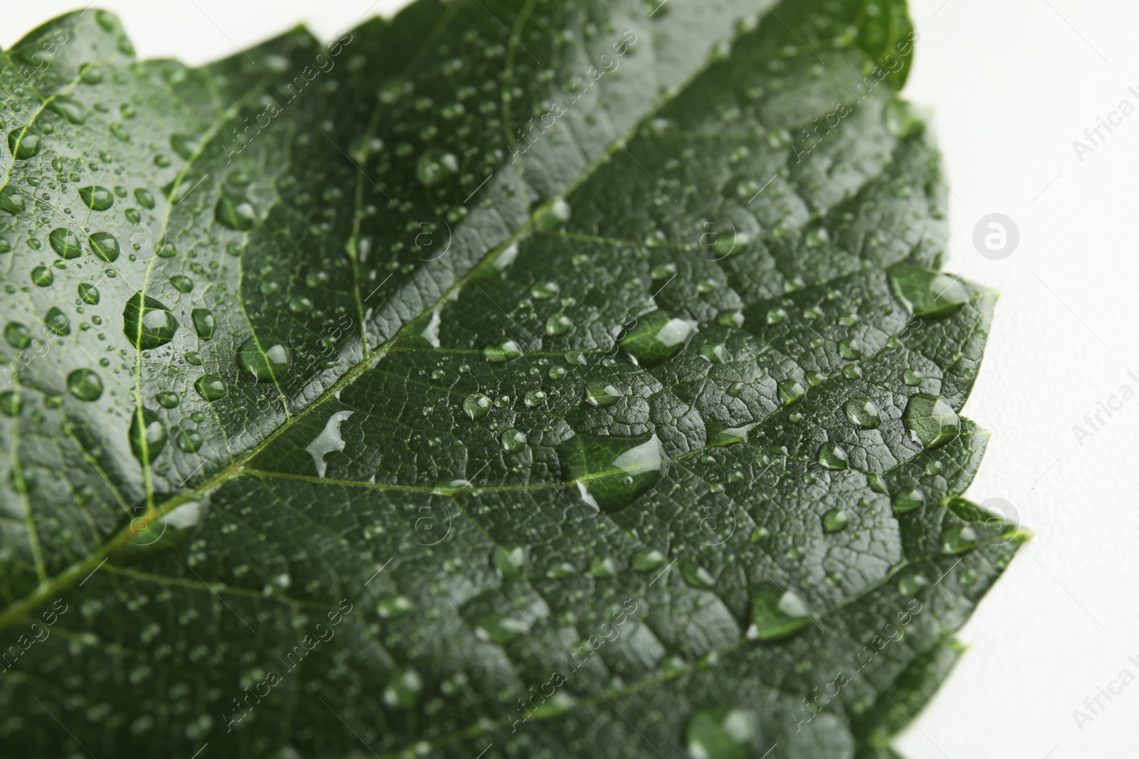 Photo of Beautiful green leaf with water drops, closeup