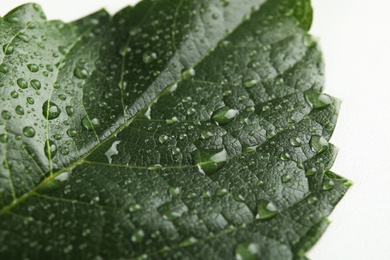 Photo of Beautiful green leaf with water drops, closeup