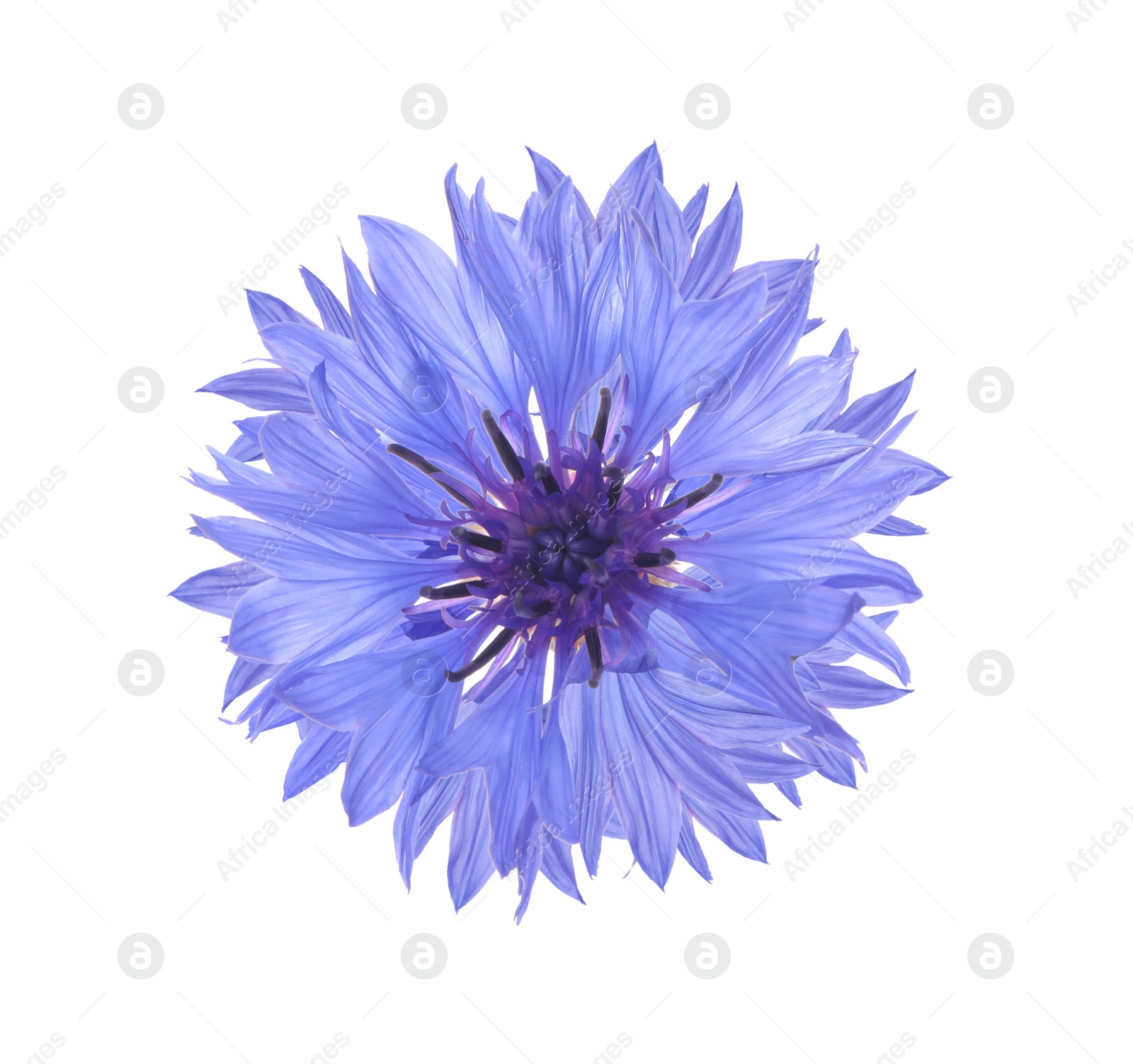 Image of Beautiful tender blue cornflower isolated on white