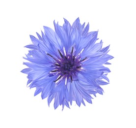 Image of Beautiful tender blue cornflower isolated on white