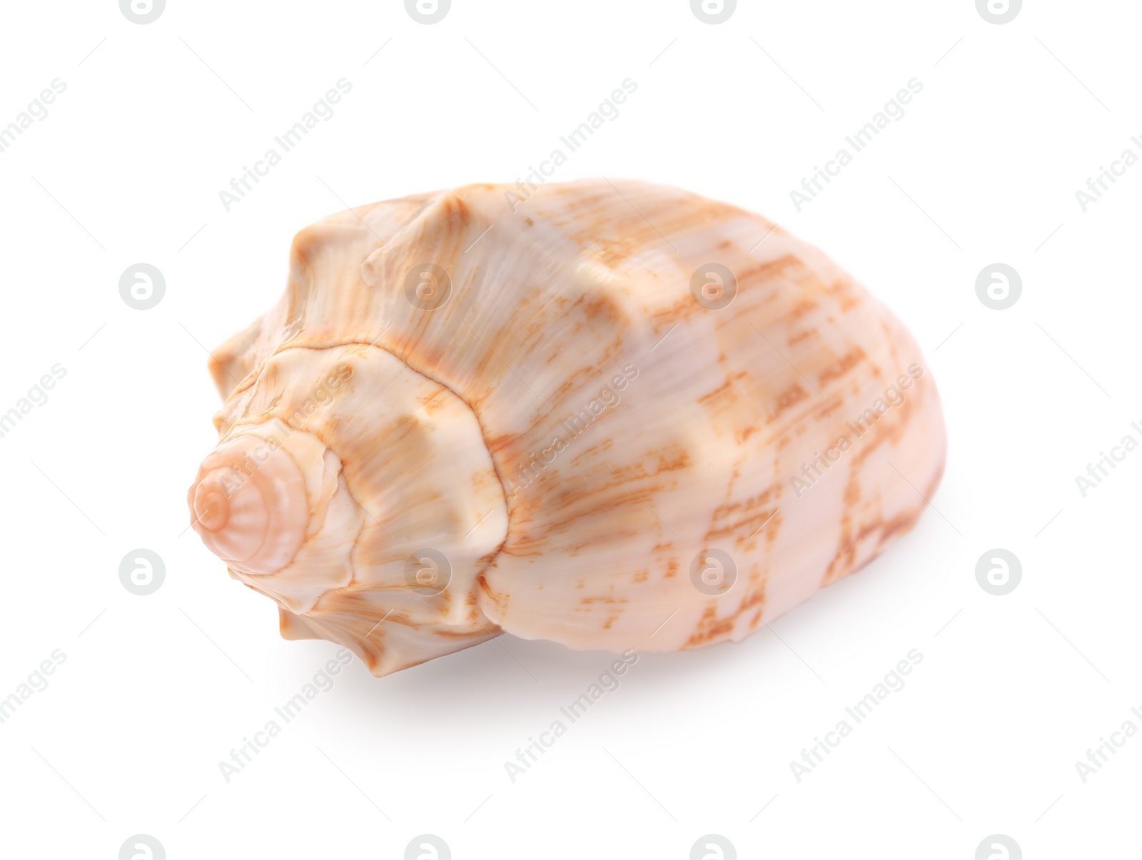 Photo of Beautiful seashell isolated on white. Beach object